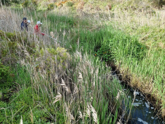 Griggs Creek upstream sampling site