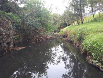 Upstream. Trees have fallen across stream in last few months