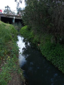Stony Creek Cruickshank Park, Yarraville, upstream