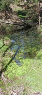 Note Triglochin and low flow