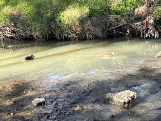 Milky water clearly visible