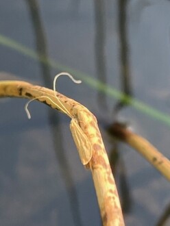 Couldn't get a positive ID on iNats with this photo. The insect's antennae were so large that it made flying look difficult.