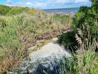 Griggs Creek, pool just downstream of water sampling site