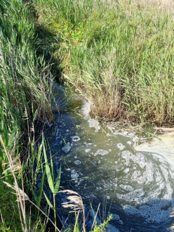 Griggs Creek, sampling site