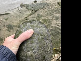 Snagged by vegetation, on its back with fishing wire wrapped around its front leg