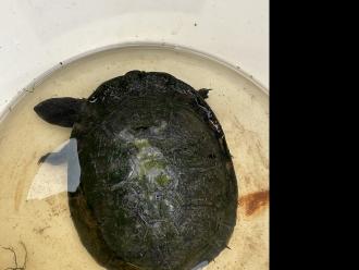 Eastern long necked turtle recovering