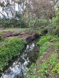 Stony Creek, Cruikshank Park, downstream
