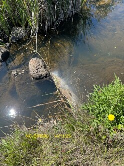 NC-BIR990 Some “scum” collecting further downstream.