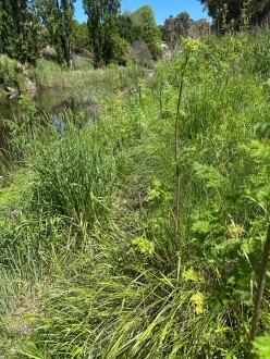 Thigh high grass to get to NC-CRE700