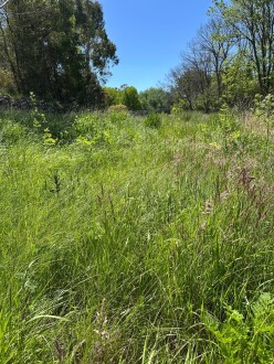 Thigh high grass to get to NC-CRE700