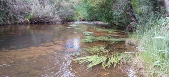 MOO 001 Looking Downstream 27th Nov 2025