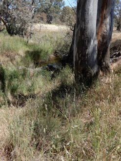 taken on 3/12/2025 showing water in the channel 500m north of Stewarts lane, not flowing.