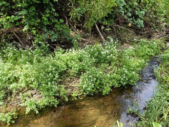 Watercress growing in river bar