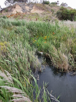 Griggs Creek sampling site, upstream