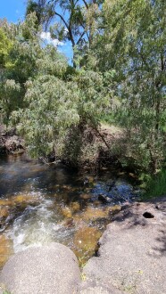 Flow exiting pipe. Treated blackberry along bank