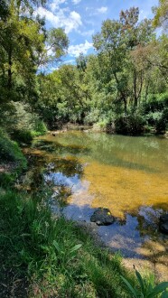 Upstream, untreated blackberry prominent on banks.