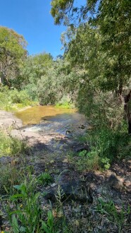 Example of predominant weeds in freshly exposed bank (due to low water)