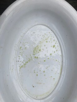 Sample of green algae