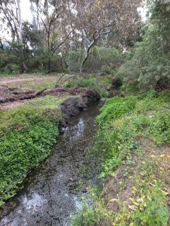 Stony Creek, Cruickshank Park, Yarraville, downstream