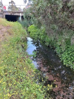 Stony Creek, Cruickshank Park, Yarraville, upstream