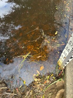 Oily scum at site, upstream of crossing