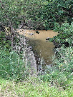 Turbid water flowing from West Creek (Back Creek flows from barrel drain at foot of picture)