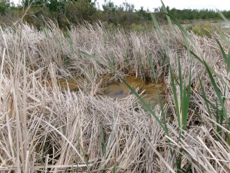 area becoming overgrown