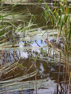 Reeds and water ribbons growing in  the shallow water where sample was taken, close to mouth of drainage channel.