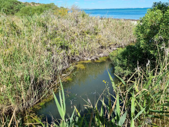 water pool downstream of sampling site