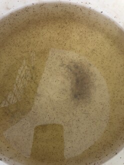 High density of macroinvertebrates