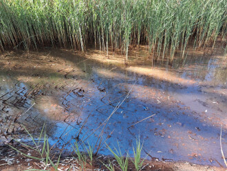 taken on 6/01/2026 showing scum buildup in the pool