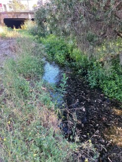 Stony Creek, Cruikshank Park, Yarraville, upstream