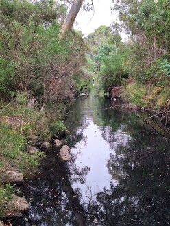 overcast sky black water from bushfire ash maybe