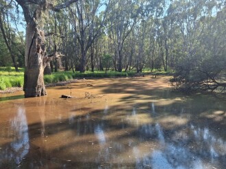 surface growth quite apparent and water level quite low