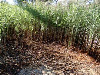 taken on 4-03-2026 at the usual sample point