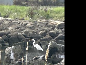 Cattle egret