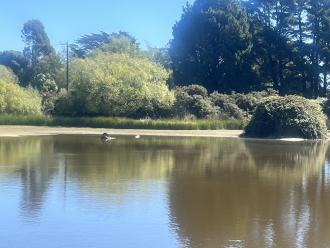 Blackberry island