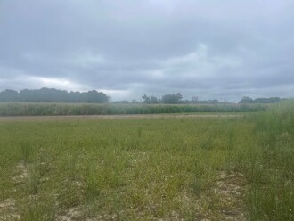 Ephemeral wetland completely dryed out