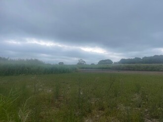 Ephemeral wetland completely dryed out