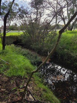 dingley drain with water ?
