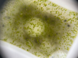 Photo shows high density of algae 'globules' in samples