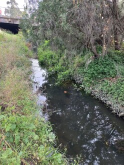 Stony Creek Cruickshank Park, Yarraville upstream