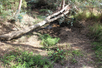 Down stream