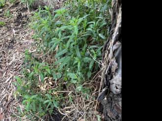 Scrub nettle