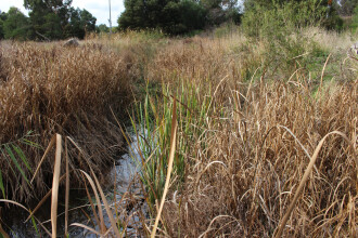 Upstream