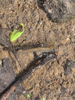 First fish I have seen in the water. Was not in main part of creek, trapped in pond caused by higher flows.