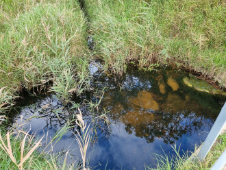 Water sampling site. Drainage pipe into the bay is blocked.