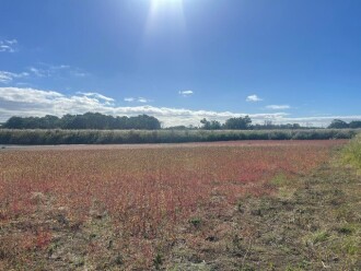 Photo taken between scheduled dates for measuring in April and May, showing a dry wetland
