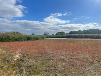Photo taken between scheduled dates for measuring in April and May, showing a dry wetland.