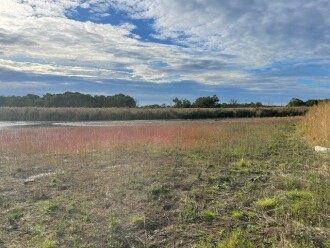Majority of wetland still dry, but enough water to sample.